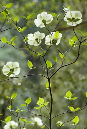 cornus nuttallii 1 graphic